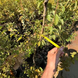 Erőteljes növekedésű mirabolán szilva alany fejlett gyökérzettel, oltásra és szemzésre előkészített állapotban Mirabolán szilva alany (Prunus myrobalana)