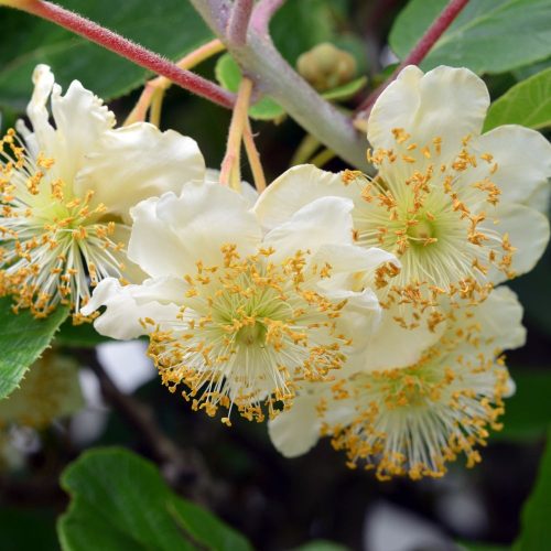 Tomuri porzó kivi - Actinidia deliciosa 'Tomuri' - Konténeres