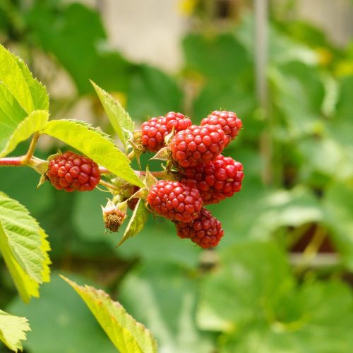 Tayberry szedermálna - Konténeres