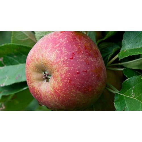 Jonagored alma - Szabadgyökeres