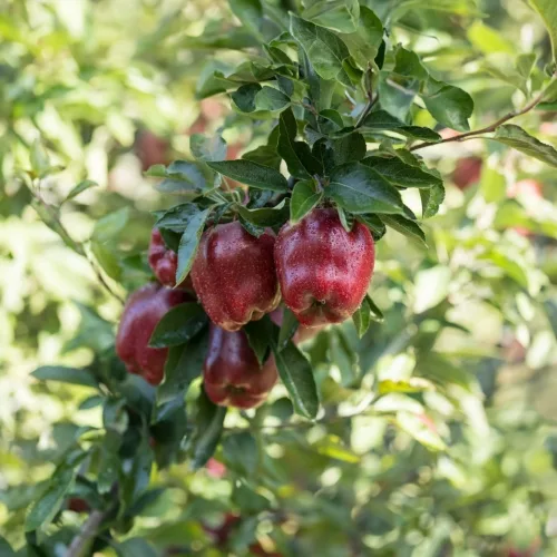 Red Chief alma - Szabadgyökeres, MM106 alanyon