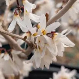 Abeliophylum distichum - Fehér aranyfa - Konténeres