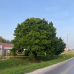 Acer campestre - Mezei juhar - Konténeres