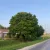 Acer campestre - Mezei juhar - Konténeres