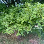 Acer campestre - Mezei juhar - Konténeres