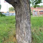 Acer campestre - Mezei juhar - Konténeres