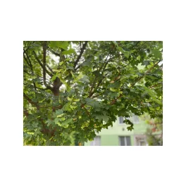 Szabályos gömbölyded koronájú mezei juhar fa és jellegzetes karéjos levelek aranyló őszi lombszínben Mezei juhar (Acer campestre)