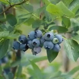 Hatalmas fürtökben lógó, hamvas hamvas-kék, óriás szemű Talisman áfonya bogyók a dús bokron  Talisman fürtös áfonya (Vaccinium corymbosum 'Talisman')