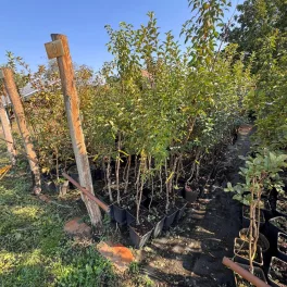 Egyenes törzsű, mélyre nyúló gyökérzetű sajmeggy alany cseresznye és meggy oltására előkészítve Sajmeggy alany (Prunus mahaleb)
