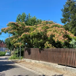 Perzsa selyemakác - Albizia julibrissin - Szabadgyökeres