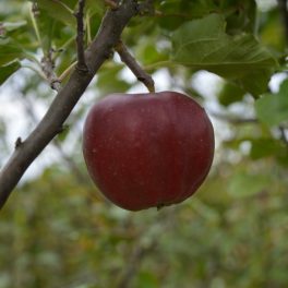 Nyári piros kálvil alma - Szabadgyökeres, MM106 alanyon