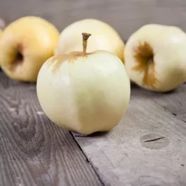 Érett, jellegzetesen bordázott sárgásfehér Téli fehér kálvil almák a fán és konténeres oltvány gyümölcsfa/Téli fehér kálvil alma (Malus domestica 'Téli fehér kálvil')