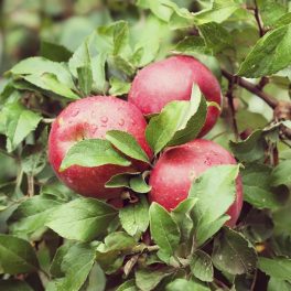 Török Bálint alma - Szabadgyökeres