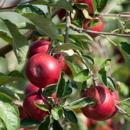 Rondo oszlopos alma - Szabadgyökeres