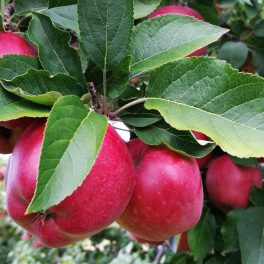 Pidi Merlin oszlopos törpe alma - Szabadgyökeres