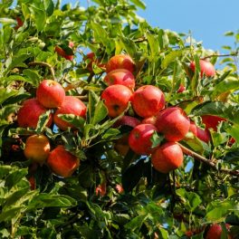 Royal Gala/Tenroy alma - Szabadgyökeres, MM106 alanyon
