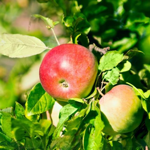 Jonathán Naményi alma - Szabadgyökeres, MM106 alanyon