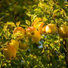   Golden Delicious 'Reinders' alma - Szabadgyökeres, MM106 alanyon