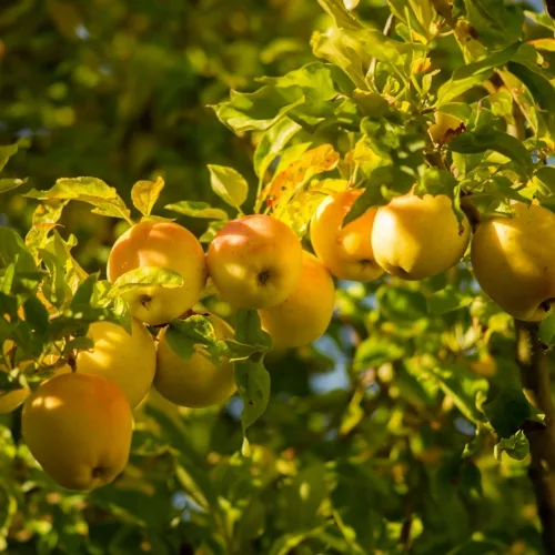 Golden Delicious 'Reinders' alma - Szabadgyökeres, MM106 alanyon