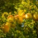 Golden Delicious 'Reinders' alma - Szabadgyökeres, MM106 alanyon