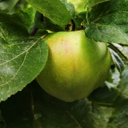 Granny Smith alma - Szabadgyökeres, MM106 alanyon