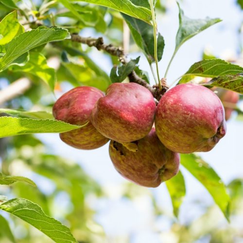 Starking nm251 alma - Szabadgyökeres, vadalma alanyon