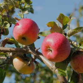 Simonffy piros alma - Szabadgyökeres