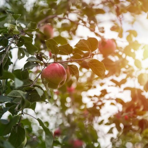 Kecskeméti vajalma - Szabadgyökeres