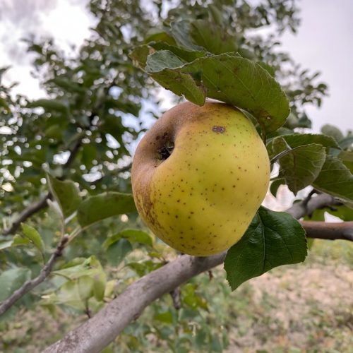 Kanadai kormos renet alma - Szabadgyökeres, Vadalma alanyon