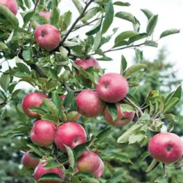 Érett, intenzív mélyvörös, jellegzetesen ötbordás Campbell Red Delicious almák a fán és konténeres oltvány gyümölcsfa Campbell Red Delicious alma (Malus domestica 'Campbell Delicious')