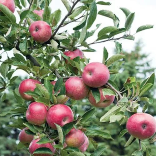 Érett, intenzív mélyvörös, jellegzetesen ötbordás Campbell Red Delicious almák a fán és konténeres oltvány gyümölcsfa Campbell Red Delicious alma (Malus domestica 'Campbell Delicious')