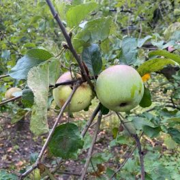 Beregi sóvári alma - Szabadgyökeres, MM106 alanyon
