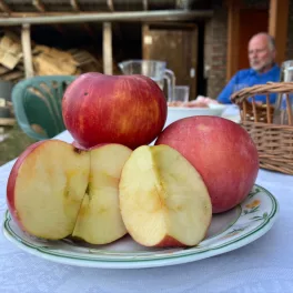 Érett, tetszetős pirosas fedőszínű Dallos almák a fán és konténeres oltvány gyümölcsfa Dallos alma (Malus domestica 'Dallos')