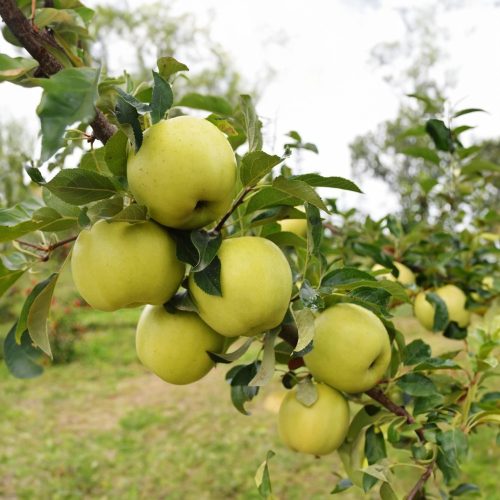 Luna Naturalma® rezisztens alma - Szabadgyökeres, MM111 alanyon