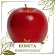 Bonita (UEB-l 406/1) - Naturalma® - rezisztens alma - Szabadgyökeres, MM111 alanyon