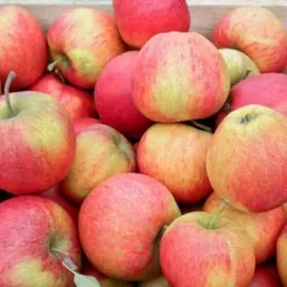 Érett, sárgás alapszínű, csíkozott narancsvörös Pinova almák a fán és konténeres oltvány gyümölcsfa/Pinova alma (Malus domestica 'Pinova')