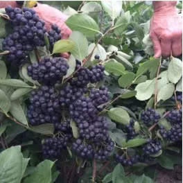 Hatalmas fürtökben lógó, hamvas fekete Galicjanka berkenye bogyók a bokron és erős konténeres cserje Galicjanka fekete berkenye (Aronia melanocarpa 'Galicjanka')