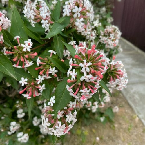 Nagyvirágú tárnicslonc - Abelia x grandiflora 'Sherwood' - Konténeres