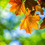 Korai juhar - Acer platanoides - Konténeres