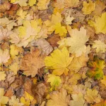 Korai juhar - Acer platanoides - Konténeres