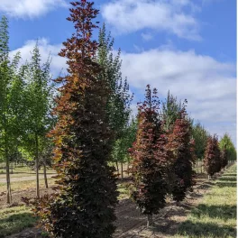   Vérjuhar - Acer platanoides ’Crimson Sentry’ - Szabadgyökeres