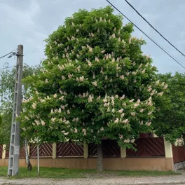 Vadgesztenye - Aesculus hippocastanum - Konténeres