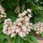 Vadgesztenye - Aesculus hippocastanum - Konténeres