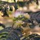 Bordó levelű selyemakác - Albizia julibrissin 'Summer Choccolate'®- Konténeres