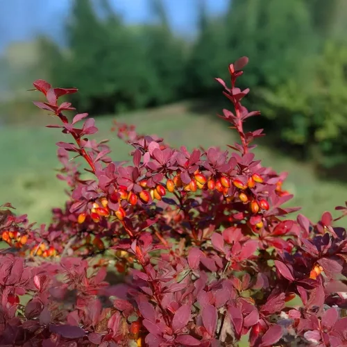 Atropurpurea Nana törpe vérborbolya - Berberis thunbergii 'Atropurpurea Nana' - Konténeres