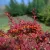 Atropurpurea Nana törpe vérborbolya - Berberis thunbergii 'Atropurpurea Nana' - Konténeres