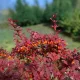 Atropurpurea Nana törpe vérborbolya - Berberis thunbergii 'Atropurpurea Nana' - Konténeres