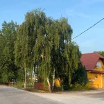 Közönséges nyír - Betula pendula - Konténeres