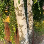 Közönséges nyír - Betula pendula - Konténeres