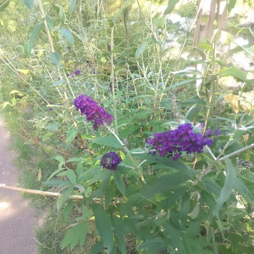 Sötét lovag nyáriorgona - Buddleja davidii 'Black Knight' - Konténeres